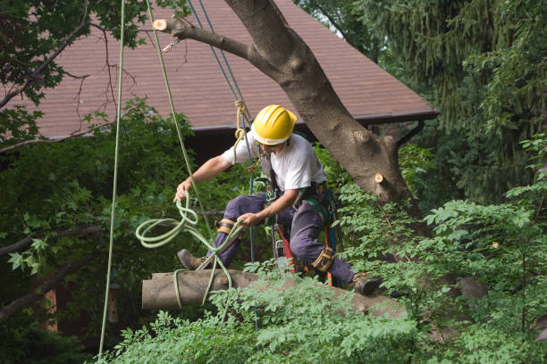 Best Arborist Consultation Services  in Bromley, KY