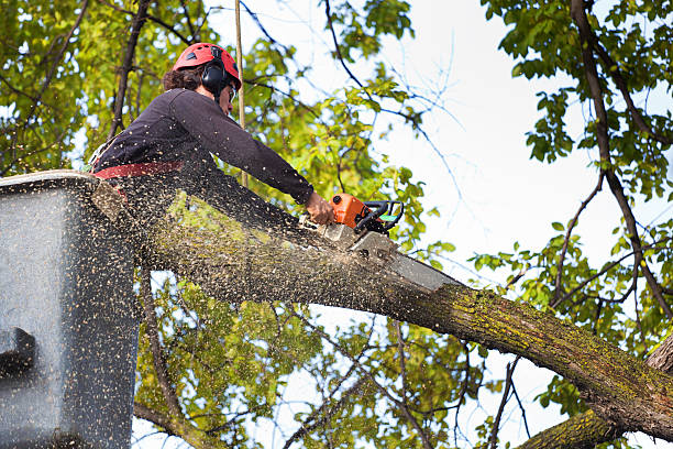 How Our Tree Care Process Works  in  Bromley, KY